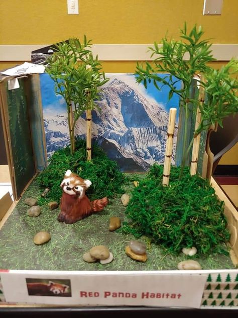 shoebox habitat project 3d Habitat Project, Red Panda Habitat Project, Red Panda Diorama, Fox Habitat School Project, Panda Habitat Project, Panda Diorama, Shoebox Habitat, Red Panda Habitat, Animal Diorama