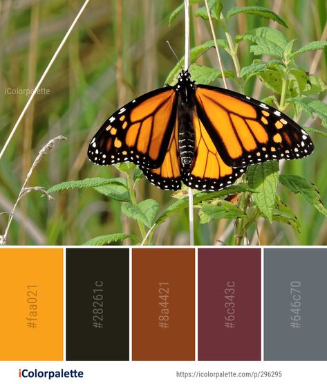 Color Palette ideas #icolorpalette #colors #inspiration #graphics #design #inspiration #beautiful #colorpalette #palettes #idea #color #colorful #colorscheme #colorinspiration #colorcombinations #colorcombos Monarch Color Palette, Monarch Butterfly Color Palette, Butterfly Color Palette, Butterfly Growth, Crochet Butterflies, Butterfly Monarch, Butterfly Image, Moths And Butterflies, Vintage Colour Palette