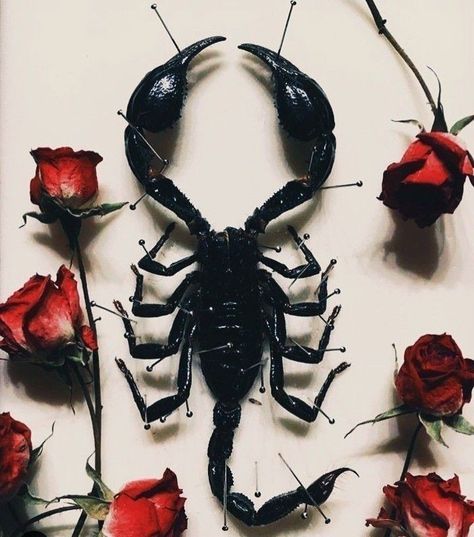 Scorpio Tattoo Small, Scorpion Aesthetic, Mercury In Aquarius, Scorpio Art, Aesthetic Animals, Scorpio Tattoo, Tattoo Small, 문신 디자인, Aesthetic Images