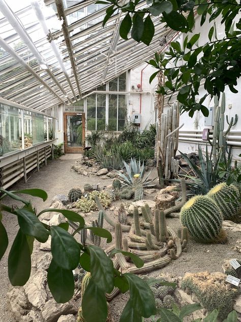 Permaculture Greenhouse, Cactus Greenhouse, Bird Room, Cactus Gardens, Aesthetic Plants, Greenhouse Ideas, West Cork, Black Garden, Early Winter