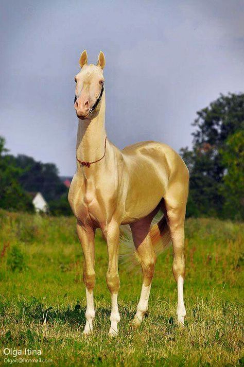 Akhal-Teke. Akgez Geli Ahal Teke, Akhal Teke Horses, Rare Horses, Golden Horse, Palomino Horse, Akhal Teke, Most Beautiful Horses, Horse Crazy, Sport Horse