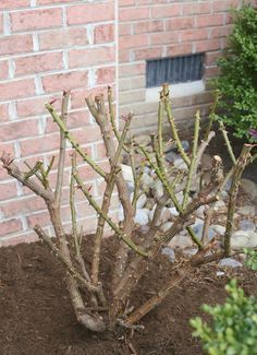 pruning-rose-bushes Pruning Knockout Roses, Pruning Roses, Knockout Roses, Garden Wallpaper, Garden Shrubs, Rose Trees, Growing Roses, Animal Control, Garden Roses