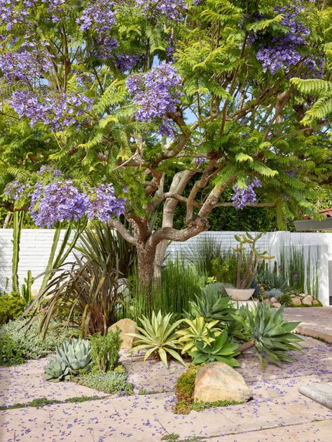 Southern Ca Landscaping Ideas, Dry Tropical Garden, California Tropical Backyard, Los Angeles Landscaping, Tropical Garden California, Northern California Garden Design, California Tropical Landscape, Southern California Front Yard Landscape, California Native Front Yard