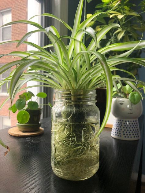 Plants In A Jar, Water Plants Indoor, Plants Grown In Water, Tanaman Air, Pictures Of Plants, Plant In Glass, Plants In Jars, Indoor Water Garden, نباتات منزلية