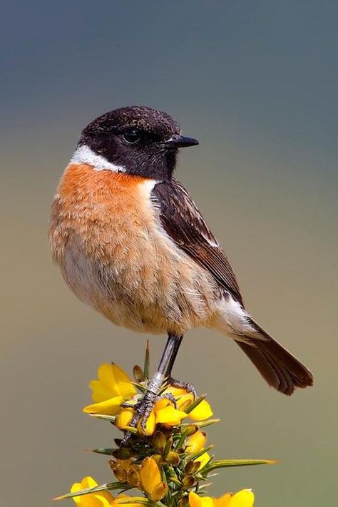 Wild Birds Photography, Stonechat, Small Shrubs, Lovely Creatures, Kinds Of Birds, Rare Birds, Funny Birds, Bramble, All Birds