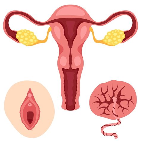 Female Reproductive System Drawing, Womb Art, The Reproductive System, Medical Study, Female Reproductive System, Female Drawing, Medical Studies, Reproductive System, Female Human