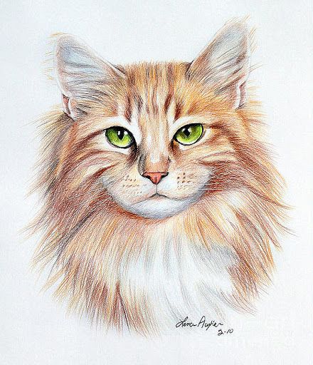 Realistic Cat Drawing, Cat Face Drawing, Cat Art Painting, Pencil Drawings Of Animals, Drawing Examples, Cute Cat Drawing, Cat Sketch, Pahlawan Marvel, Drawing Faces