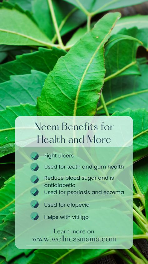 Epazote Benefits, Neem Benefits Health, Neem Benefits Skin, Neem Leaf Benefits, Benefits Of Neem Leaves For Skin, Neem Benefits, How To Use Neem Oil On Plants, Neem Plant, Soursop Benefits