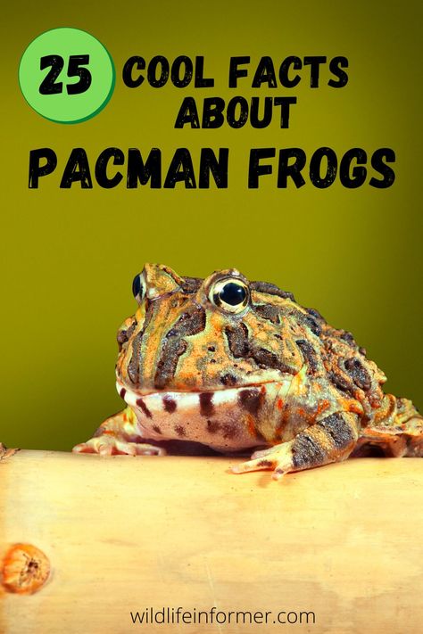 How much do you know about Pacman Frogs? These cute little frogs can make good pets, yet many of us have never heard of them. Learn some interesting facts about these fun little frogs #pacmanfrog #frogs #petfrogs Pacman Frog Care, Pacman Frog Tattoo, Pac Man Frog Enclosure, Pacman Frog Terrarium, Leopard Gecko Setup, Pac Man Frog, Frog Facts, Frog Habitat, Frog Terrarium