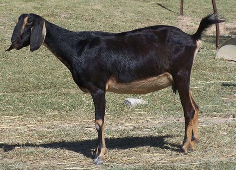 Nubian Goats: Everything You Need to Know About the Breed Anglo Nubian Goats, Nubian Goats, Porch Goose, Nubian Goat, Buck Rogers, Animal Farm, A Thing, Farm Animals, Line Drawing