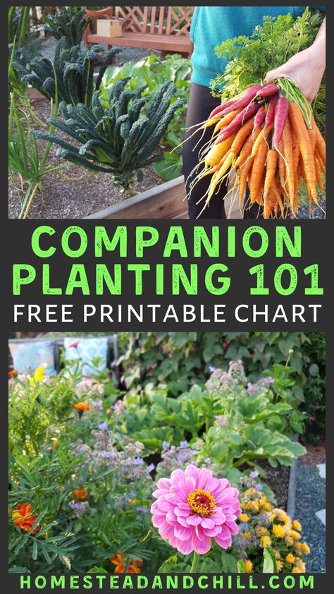 Planting Layout, Planting Chart, Companion Planting Chart, Companion Planting Vegetables, Companion Gardening, Garden Companion Planting, Tattoo Plant, Garden Layout Vegetable, Vegetable Garden Planning