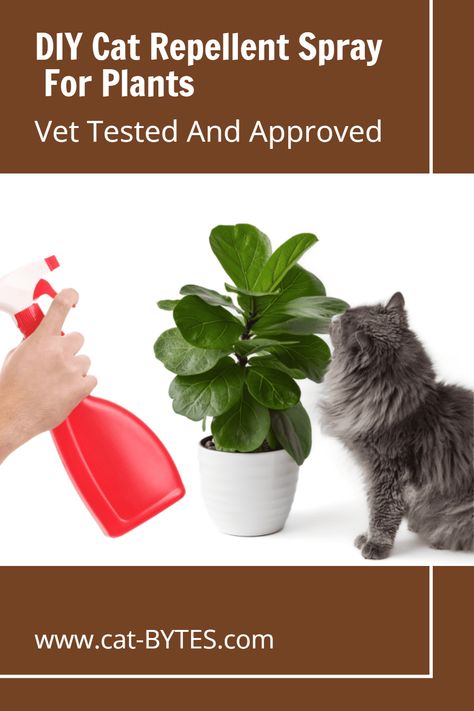 5 DIY Cat Repellent Spray Recipes!  Sometimes our feline friends can be a little too curious about our leafy green companions, leading to chewed leaves, upturned pots, and other mischief.   DIY cat repellent sprays can be an economical and effective way to keep your cats from terrorizing your plants. Read on to learn more about a natural solution that can help protect your plants while ensuring the safety and well-being of your pets. How To Keep Cats Out Of House Plants, How To Keep Cats Out Of Plants, Diy Cat Deterrent Spray, Keep Cats Out Of Plants, Cat Repellant Outdoor, Cat Repellent Spray, Cat Deterrent Spray, Ant Spray, Cat Repellent