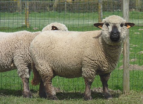 Hampshire Down sheep Hampshire Sheep, Suffolk Sheep, Personalized Coloring Book, Baa Baa Black Sheep, South Of England, Granny Flats, Sheep Breeds, Counting Sheep, Sheep And Lamb