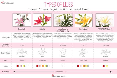 Flowers Dictionary, Flower Descriptions, Flower Charts, Stargazer Lily Wedding, Spring Season Flowers, Different Types Of Lilies, Lily Wedding Invitations, Types Of Lilies, China Business