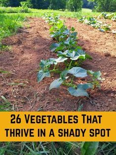 Plants That Like Shade, Shady Garden, Shade Garden Plants, Vegetable Garden Planning, Vegetable Garden Diy, Grow Vegetables, Backyard Vegetable Gardens, Fall Garden Vegetables, Gardening Hacks