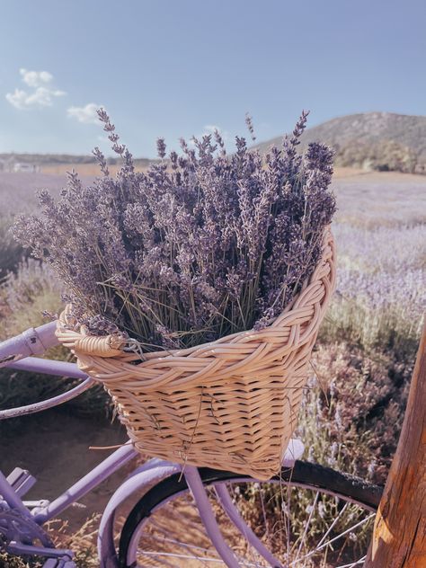 Lavender Travel Aesthetic, Lavender Fields Aesthetic, Lavender Color Aesthetic, Lavender Field Aesthetic, Shelly Core, Vintage European Aesthetic, Lavender Cottagecore, Purple Cottagecore, Aesthetic Lavender