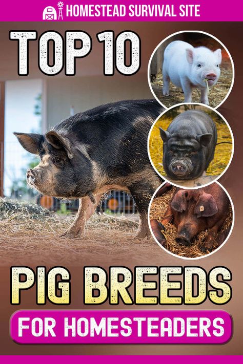 Types Of Pigs Breeds, Juliana Pigs, Pig Breeds, Raising Pigs, Bushcraft Shelter, Raising Farm Animals, Homestead Farm, Animal Husbandry, Ancient Technology