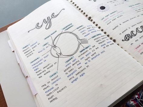 The word “eye” is nicer than anything I’ve ever drawn in my entire life. | 25 Studying Photos That Will Make You Want To Get Your Shit Together Notes Life, Back To University, Eye Anatomy, College Notes, Science Notes, Biology Notes, Study Organization, Pretty Notes, Notes Inspiration