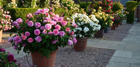 david austin - roses for pots and containers Rose Hedge, Neat Garden, Container Roses, Ground Cover Roses, Flower Containers, Austin Rose, Container Ideas, Potted Flowers, Small Patio Garden