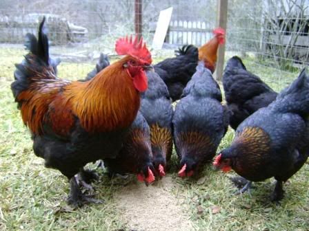 More Marans. . . this site has good info for chicken fanciers of all kinds. Maran Chickens, Black Copper Marans, Biggest Chicken, Fancy Chickens, Beautiful Chickens, Chicken Garden, Crazy Chicken Lady, Backyard Chicken Coops, Poultry Farm