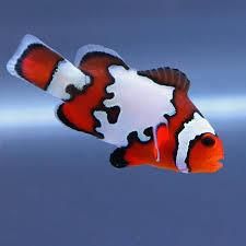 Snowflake Clownfish (Amphiprion ocellaris) Clownfish Species, Funny Animal Pics, Saltwater Aquariums, Mermaid Ideas, Saltwater Aquarium Fish, Saltwater Fish Tanks, Reef Fish, Salt Water Fishing, Salt Water Fish