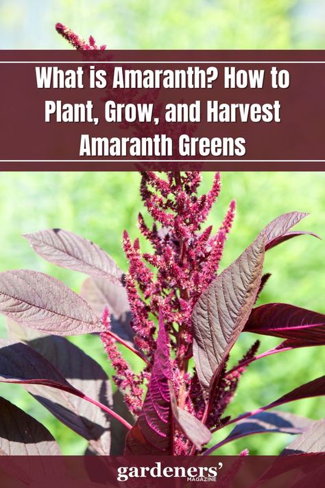 What is Amaranth? How to Plant, Grow, and Harvest Amaranth Greens Amaranth Plant, Edible Leaves, Gardening Techniques, Perennial Shrubs, Embrace The Journey, Bountiful Harvest, Garden Guide, Ornamental Plants, Ins And Outs