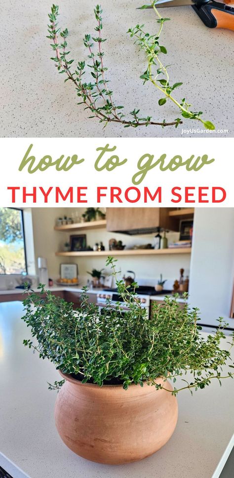 Thyme is a fabulous culinary herb used in sauces, dressings, soup, meat & much more. Are you ready to dive into the world of thyme in pots? This guide to growing thyme in pots both indoors & outdoors includes container options, soil tips, & sunlight & watering needs for thriving thyme plants. We also cover different thyme varieties - there are many! Join the fun of growing this aromatic perennial herb. Herbs gardening in containers is so rewarding! Grow Thyme Indoors, Grow Thyme, Drying Thyme Fresh Herbs, How To Grow Thyme Indoors, Herbs In Clay Pots, Apartment Vegetable Garden, Growing Thyme, Thyme Herb, Thyme Flower