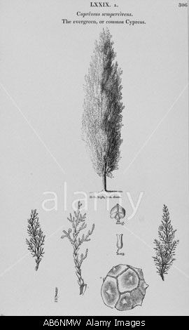 Cupressus sempervirens Italian cypress - image from the Natural History Museum London Cypress Tree Tattoo, Cyprus Tree, Shakespeare Garden, Cyprus Trees, Italian Cypress Trees, Botanical Studies, Tree Drawing Simple, Natural History Museum London, Italian Cypress