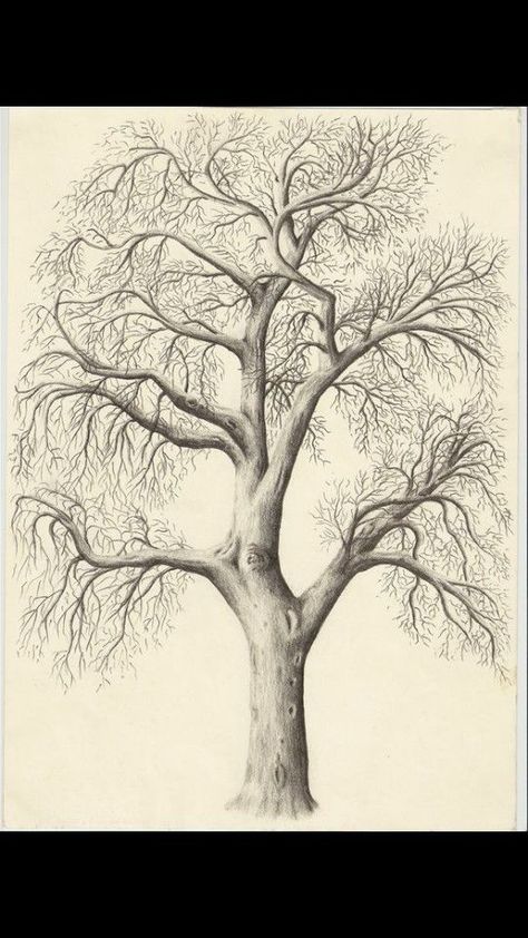 Drawing Of A Tree, Willow Tree Tattoos, Tree Drawings Pencil, Drawing Hands, Tree Sketches, Plant Drawing, Landscape Drawings, Tree Drawing, Tree Tattoo