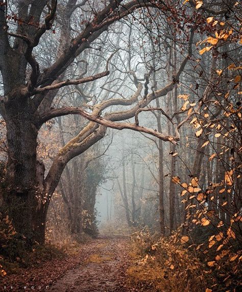 In The Woods, Trees, Forest, Road, Photography, Nature