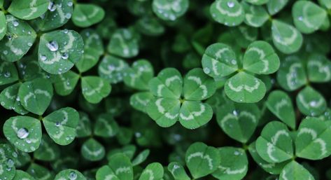 White Dutch Clover, Bee Attracting Flowers, Clover Lawn, Clover Seed, Water Grass, Garden Weeds, Powerful Affirmations, Green Lawn, Luck Of The Irish