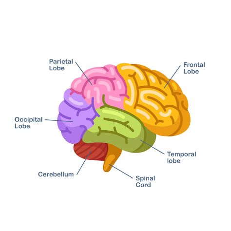 Frontal Lobe | Areas, Functions and Disorders | Cognifit Brain Lobes And Functions, Human Brain Parts, Anatomy Labeled, Brain Worksheet, Human Anatomy Diagram, Human Brain Diagram, Brain Lobes, Human Brain Anatomy, Brain Pictures