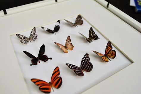 faux taxidermy butterflies Butterfly Taxidermy, Young House, Butterfly Template, Young House Love, Diy Butterfly, Paper Butterfly, Butterfly Pictures, Butterfly Frame, Young Family