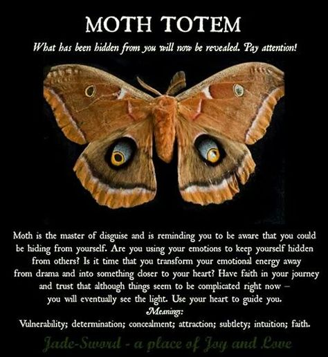 Moth totem Moth Quotes, Moth Meaning, Moth Symbolism, Animal Totem Spirit Guides, Spirit Animal Meaning, Animal Meanings, Spirit Animal Totem, Spiritual Animal, Animal Spirit Guides