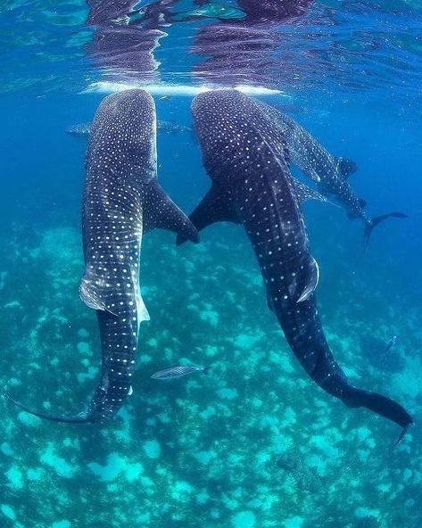 shark daily on Instagram: “Two whale sharks holding fins 🦈🐋 - ✨Follow for more!✨ ✨Follow for more!✨ ✨Follow for more!✨ - Don’t forget to save the video! 💾 You…” Oceanography Marine Biology, Swimming With Whale Sharks, Shark Pictures, Whale Sharks, Beautiful Sea Creatures, Cute Shark, Marine Biology, Whale Shark, Silly Animals