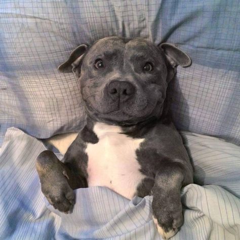 Staffie Puppies, Blue Staffy, Dog Snapchats, Staffy Dog, American Staffordshire Terrier, Pitbull Puppies, Staffordshire Bull Terrier, Sweet Dogs, Pit Bull Terrier