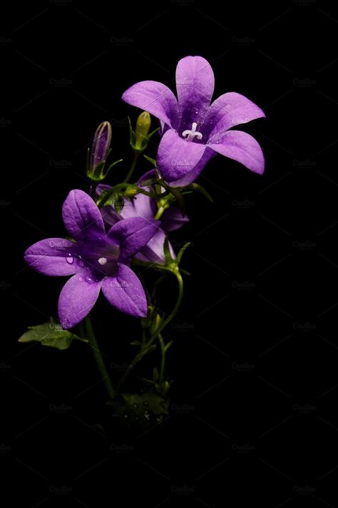 Flowers On A Black Background, Flowers Black Background Photography, Bellflower Wallpaper, Flower In Black Background, Black Background Flower, Black Background With Flowers, Flowers With Black Background, Flower Black Background, Purple Flower Pictures