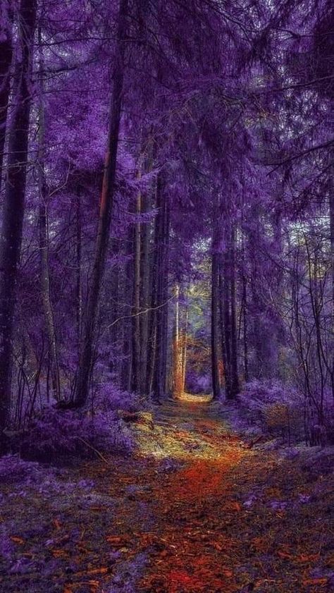 Wisteria Forest, Dunia Disney, Purple Forest, Wisteria Tree, Purple Trees, Wallpaper Collage, Magic Forest, Fotografi Alam Semula Jadi, Pretty Landscapes