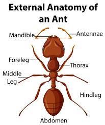 Ant Anatomy, Insect Body Parts, Insect Anatomy, Bug Identification, Ant Art, Ant Hill, Study Biology, Sunrise Pictures, Animal Model