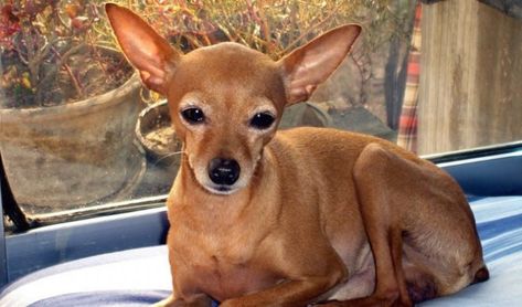 10 Things You Didn't know about the Deer Head Chihuahua Deer Chihuahua, Deer Head Chihuahua, Russian Bear Dog, Types Of Chihuahua, Chihuahua Photos, Chihuahua Breeds, Baby Chihuahua, Dog Fun, Chihuahua Puppy