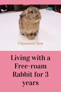 Free Range Bunny Indoor, Free Roaming Bunny, Free Roam Bunny Set Up Bedroom, Rabbit Free Roam, Free Roam Rabbit Set Up, Free Roam Bunny, Free Roam Bunny Set Up, Indoor Rabbit House, Bunny Things