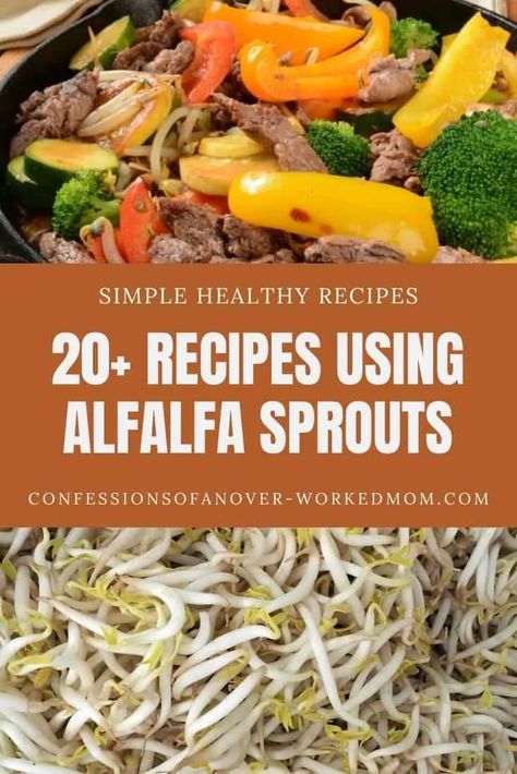 Looking for uses for sprouts? Check out these alfalfa sprouts recipes for the best way to use them in your next meal or snack. Recipes For Sprouts, Sprouts Recipes Alfalfa, Sprout Recipes Alfalfa, What To Make With Bean Sprouts, Broccoli Sprouts Recipes Dishes, Alfalfa Sprouts Salad, How To Use Sprouts, Recipes Using Sprouts, Ways To Eat Sprouts