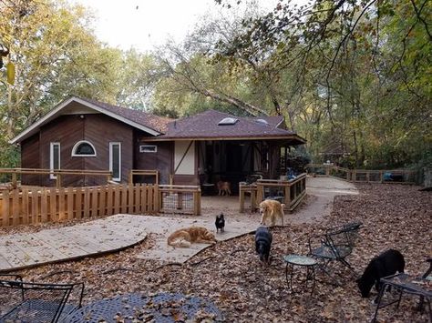 Dog Rescue Aesthetic, Dog Sanctuary Ideas, Animal Sanctuary Ideas, Sanctuary Aesthetic, Work Moodboard, Pet Sanctuary, Florist Garden, Dog Sanctuary, Boarding Kennels