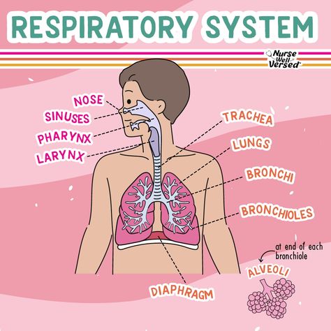 🫁 Anatomy of the Respiratory System The respiratory is broken down into the upper respiratory tract and the lower respiratory tract. The Upper Respiratory Tract Includes: 1️⃣ Nasal passages 2️⃣ Sinuses 3️⃣ Pharynx 4️⃣ Larynx ⭐️ Key functions: Air filtration, humidification, smell, coughing, speaking, swallowing The Lower Respiratory Tract Includes: 1️⃣ Trachea 2️⃣ Bronchi 3️⃣ Bronchioles 4️⃣ Alveoli ⭐️ Key functions: Gas exchange, sound production, and maintaining acid-base balance Gas Exchange Respiratory System, Pharynx Anatomy, Upper Respiratory System, Lower Respiratory Tract, Respiratory System Anatomy, Teas 7, Upper Respiratory Tract, Gas Exchange, Bio Notes