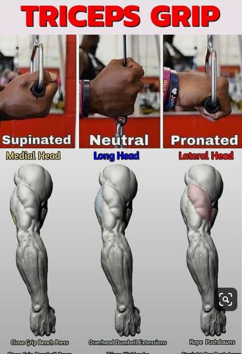 Exercising the three heads of the Triceps Gym Workout Chart, Trening Fitness, Weight Training Workouts, Popular Workouts, Body Workout Plan, Workout Chart, Chest Workouts, Triceps Workout, Biceps Workout