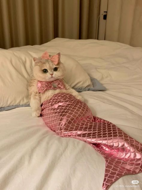 #cats #cute #mermaid #catlovers #whitecat #kitten #coquette #fashion #coquette Mermaid Cat, Coquette Fashion, Kitty Love, Animals Dogs, Pet Animals, Cute Mermaid, Cat Photography, Cute Pet, Love Cute