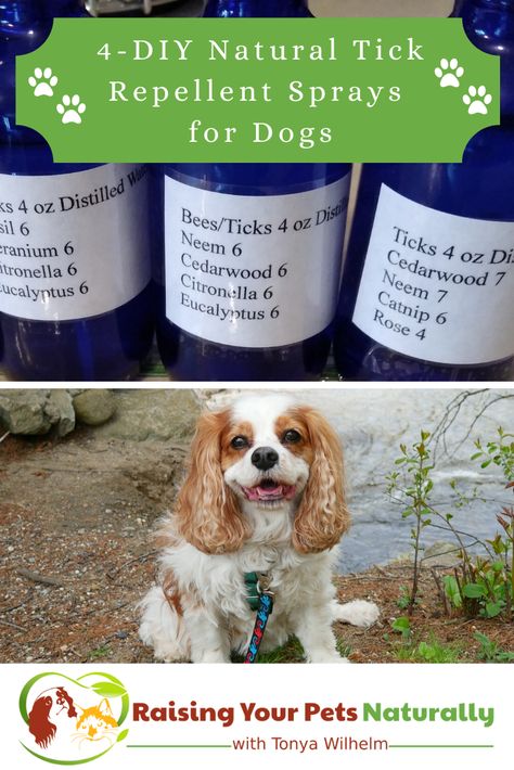 Diy Essential Oil Flea And Tick Spray For Dogs, Diy Tick And Flea Repellent For Dogs, Dog Tick Spray, Dog Tick Repellant Diy, Homemade Tick Repellent For Dogs, Dog Repellent Spray For Yard, Diy Dog Flea And Tick Repellent, Natural Tick Repellent For Dogs, Diy Tick Repellent For Dogs