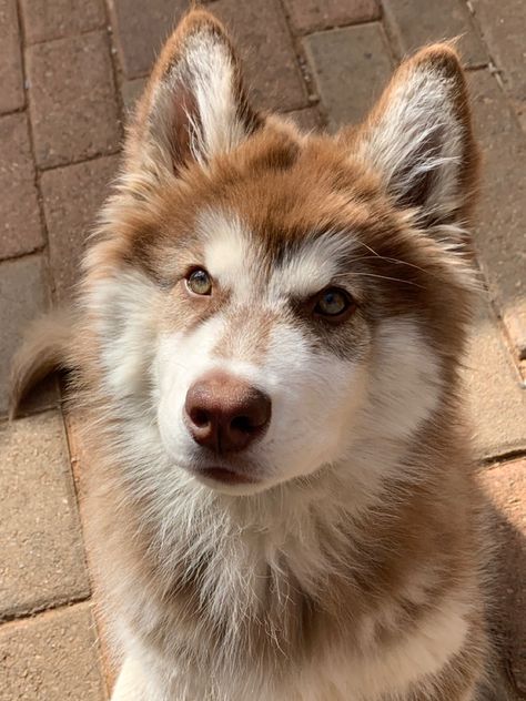 Brown Husky Blue Eyes, Cute Wolf Pictures, Brown Husky Aesthetic, Huskies Aesthetic, Ginger Husky, Husky Puppy Aesthetic, Goberian Dog, Blonde Husky, Blue Eye Dog