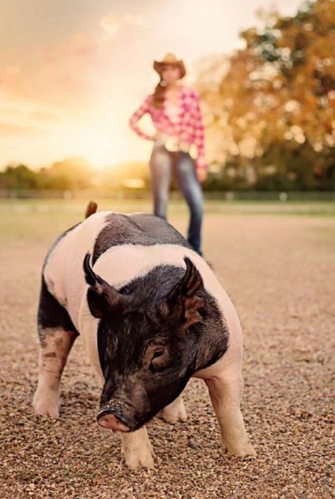 Show Pig Photography, Show Pig Pictures, Livestock Senior Pictures Pigs, Senior Pictures With Pigs, Show Pig Senior Pictures, Stock Show Senior Pictures, Goat Photoshoot, Pig Photoshoot, Ffa Pictures