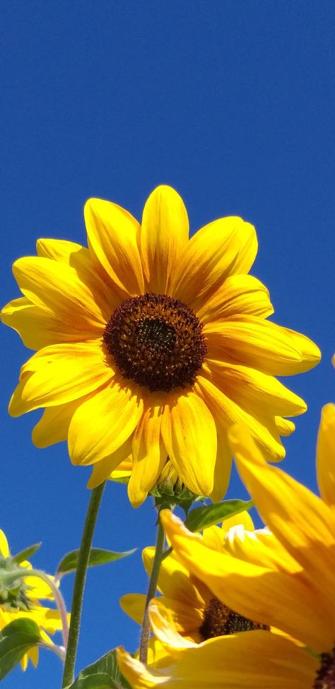 Sunflower With Blue Sky, Eid Quotes, Blue Sky Photography, Sunflower Wallpaper, Pretty Pics, Desert Painting, Sky Painting, Sunflower Fields, Single Flower